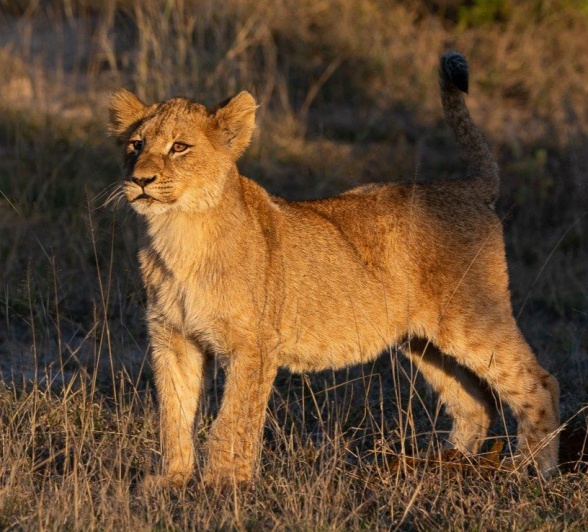 Listening to the sounds of the bush led us to a pride of lions. Listening to the sounds of the bush led us to a pride of lions.