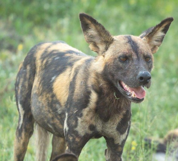 A member of a wild dog pack prepares for the hunt. A member of a wild dog pack prepares for the hunt.