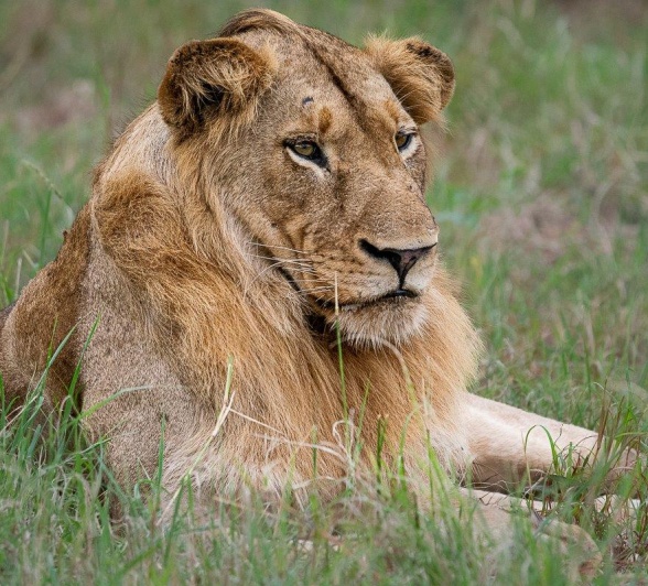 The Styx Pride embodies the strength, unity, and adaptability of wild lions The Styx Pride embodies the strength, unity, and adaptability of wild lions
