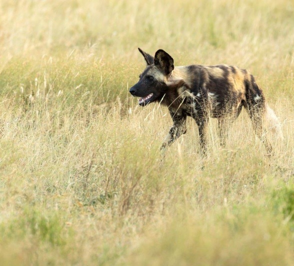 Sabi Sabi Benjamin Loon Wild Dog In Grass