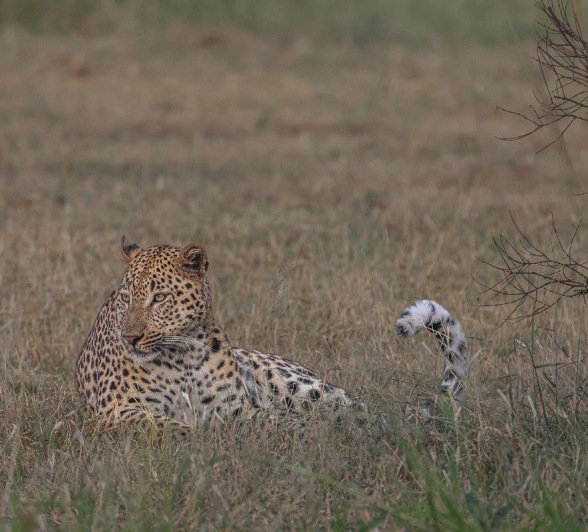 An unnamed leopard is ready to claim territory. An unnamed leopard is ready to claim territory.