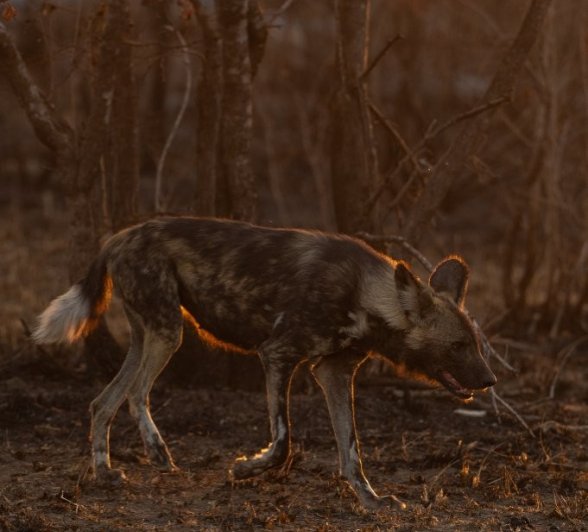 Sabi Sabi Viviane Ladner Wild Dog At Dusk Sabi Sabi Viviane Ladner Wild Dog At Dusk