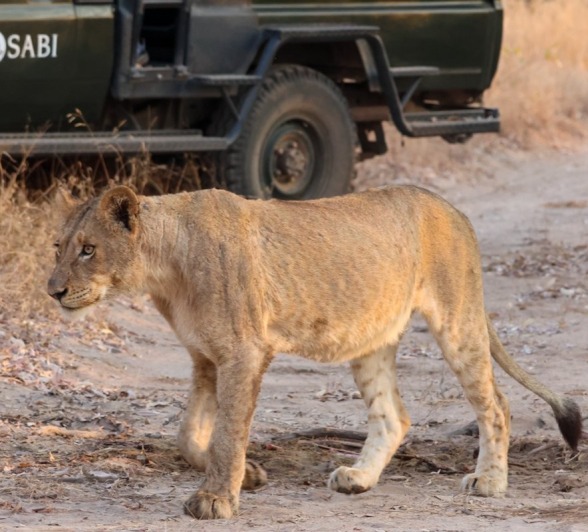 Sabi Sabi Jan Nel Msuthlu Lion Game Drive Sabi Sabi Jan Nel Msuthlu Lion Game Drive