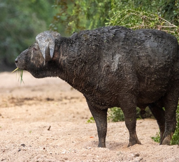A buffalo chews grass in an open dry riverbed. A buffalo chews grass in an open dry riverbed.