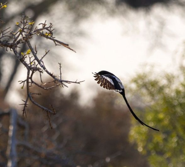 Sabi Sabi Benjamin Loon Magpie Shrike Fly Sabi Sabi Benjamin Loon Magpie Shrike Fly