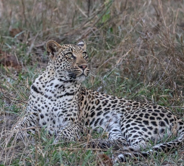 Sabi Sabi Ruan Mey Golonyi Cub