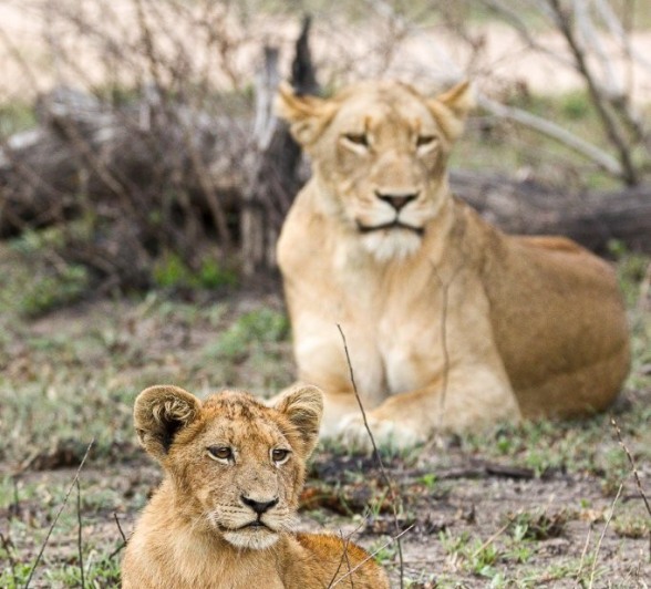 Sabi Sabi Jana Du Plessis Styx Lions