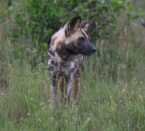 Sabi Sabi Ruan Mey Wild Dogs Stands