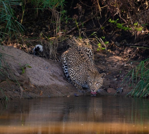Sabi Sabi Viviane Ladner Jacana And Cub