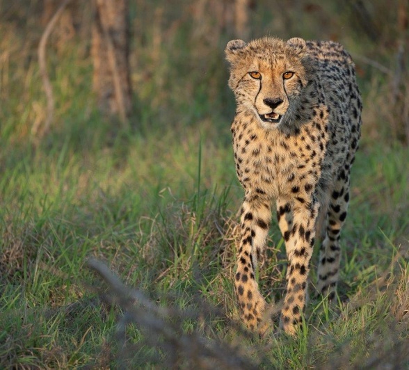 Sightings of Cheetah are few and far between. 