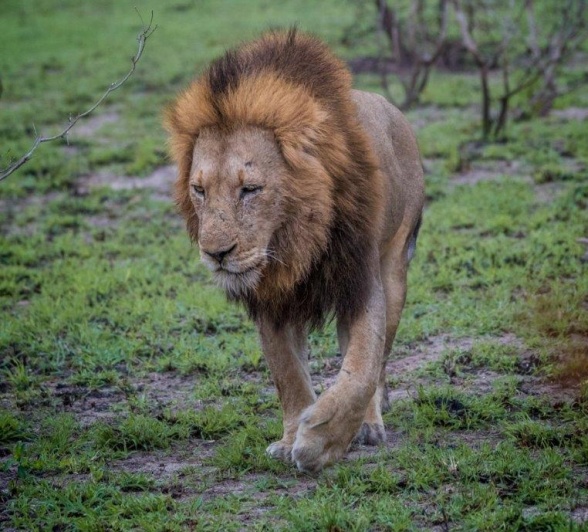 Ndzenga, one of the N'waswishaka male lions, walks along, calling and roaring, searching for his pride.