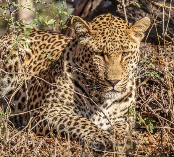 He was waiting for the warthogs to come out of their burrow to ambush them