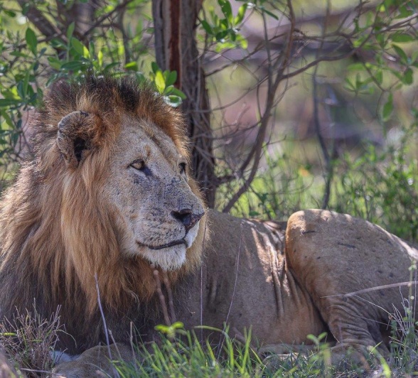 A dominant male lions rests in the shade. A dominant male lions rests in the shade.