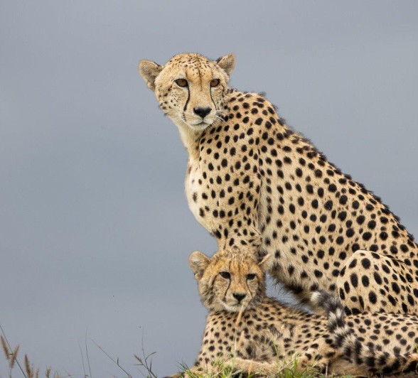 Sabi Sabi Ronald Mutero Cheetahs
