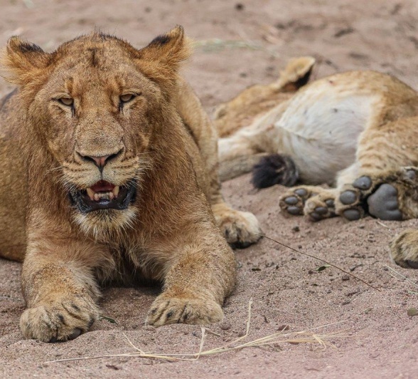 Sabi Sabi Ruan Mey Msuthlu Pride After A Meal