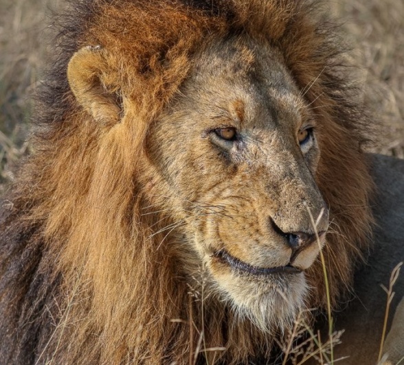 A male lion from the Gijma pride. 