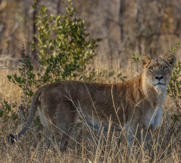 Sabi Sabi Ruan Mey Southern Pride Lioness Sabi Sabi Ruan Mey Southern Pride Lioness