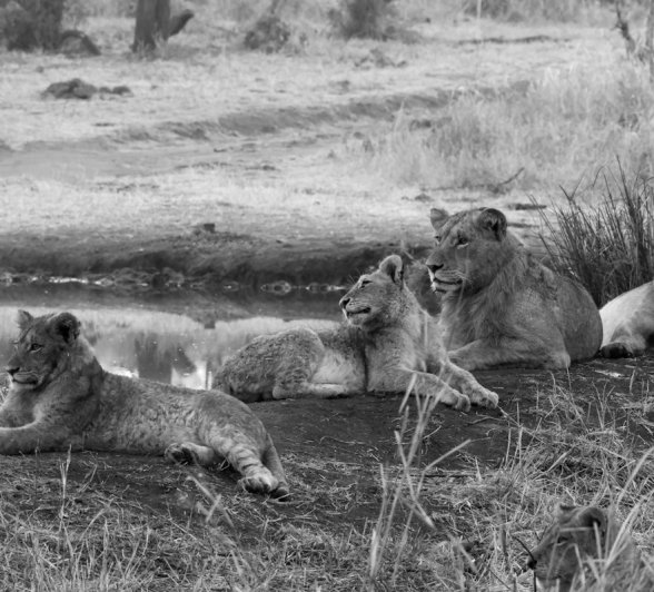 Sabi Sabi Jan Nel Msuthlu Pride