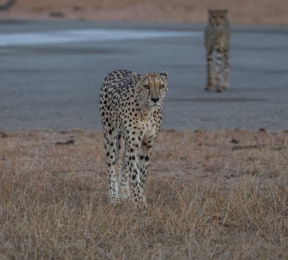 Sabi Sabi Ruan Mey Cheetahs Sabi Sabi Ruan Mey Cheetahs