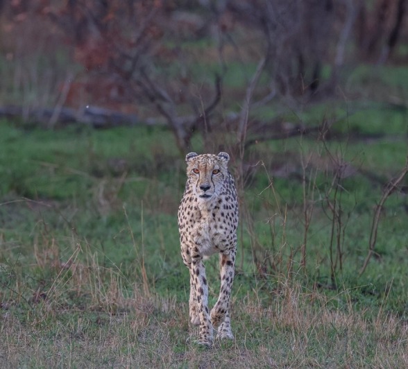 Sabi Sabi Ruan Mey Cheetahs At Waterhole Sabi Sabi Ruan Mey Cheetahs At Waterhole