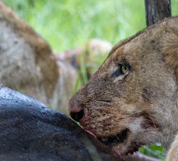 Sabi Sabi Ronald Mutero Southern Pride Female