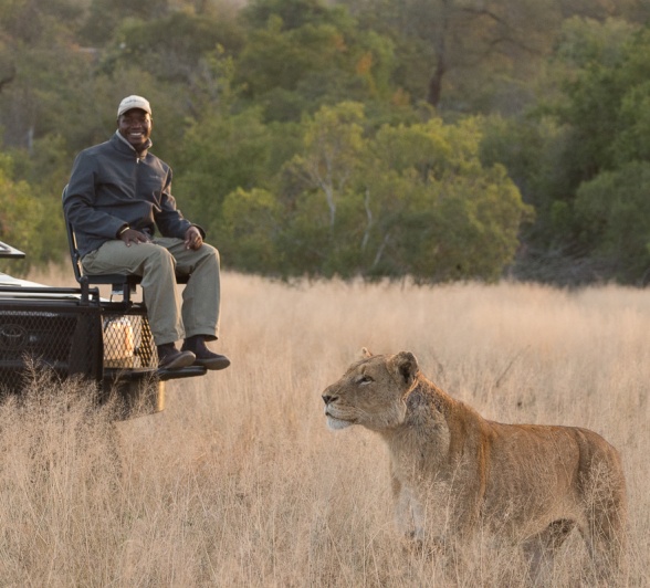 A Sabi Sabi guide atop a safari vehicle spots a lioness within close proximity
