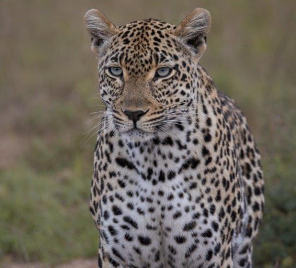 Tengile, a female leopard, took the evening to rest before continuing on her nightly duties. 