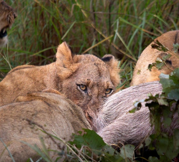 A member of the Southern Pride feasts on a waterbuck. A member of the Southern Pride feasts on a waterbuck.