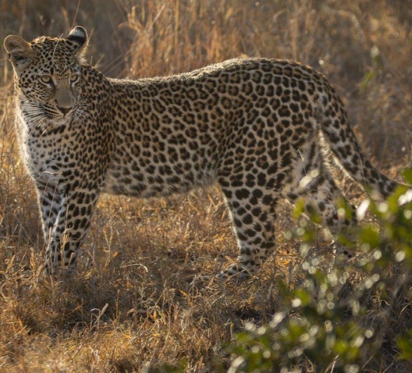 Ntsumi cub in grass Ntsumi cub in grass