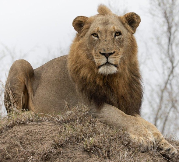 Nkuhuma and Talamati males on a rocky outcrop, surveying the surrounding terrain.