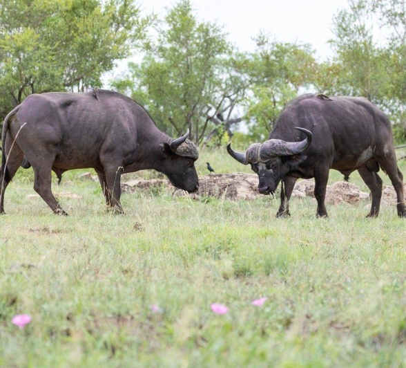 Sabi Sabi Benjamin Loon Buffalo Fight