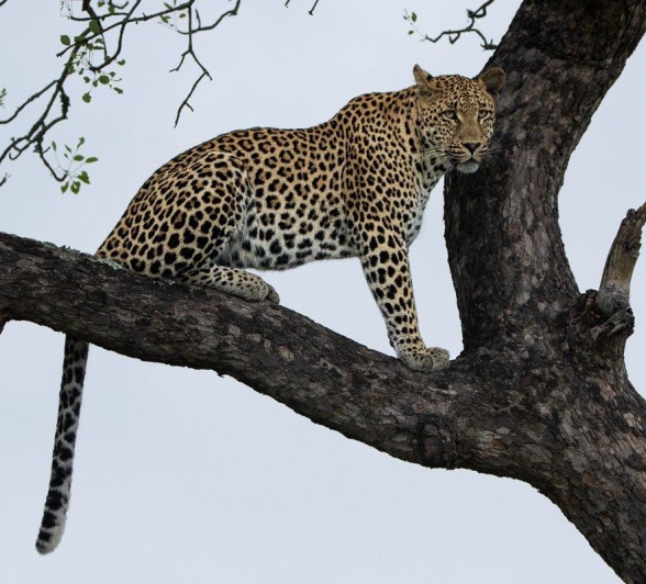 Sabi Sabi Ronald Mutero Nottens Male Leopard Sabi Sabi Ronald Mutero Nottens Male Leopard