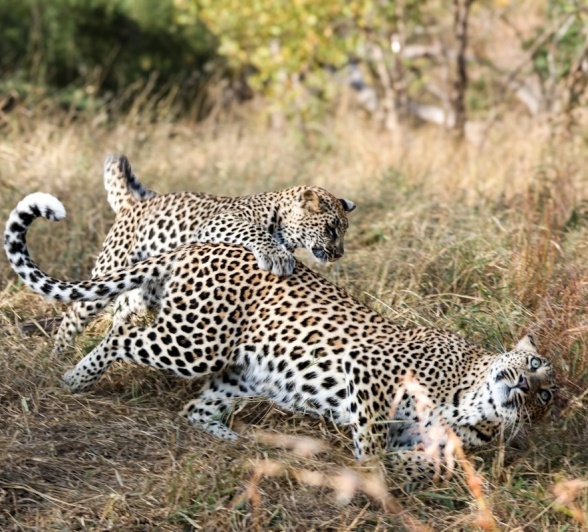 Sabi Sabi Jan Nel Golonyi Plays With Cub