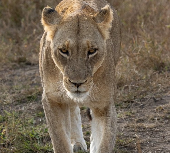 Sabi Sabi Ronald Mutero Msuthlu Portrait Sabi Sabi Ronald Mutero Msuthlu Portrait