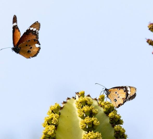 Sabi Sabi Benjamin Loon Butterfly Monarch Euphorbia 1