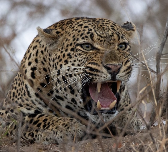 Sabi Sabi Ronald Mutero Khulwana Bears Teeth Sabi Sabi Ronald Mutero Khulwana Bears Teeth