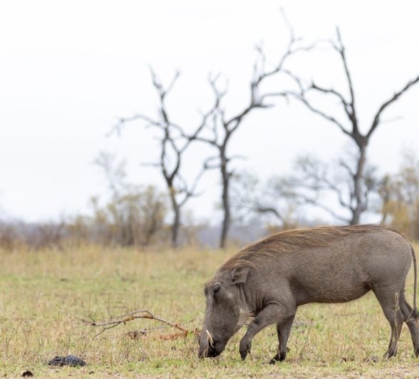 Sabi Sabi Benjamin Loon Warthog Wide Sabi Sabi Benjamin Loon Warthog Wide