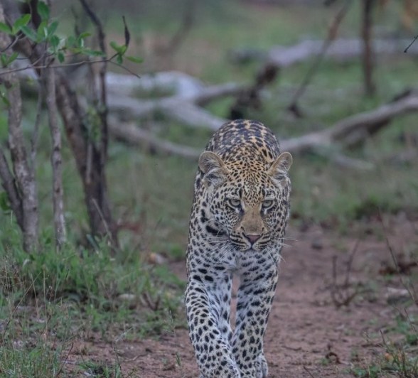 Golonyi's cub is almost ready to strike out on its own.