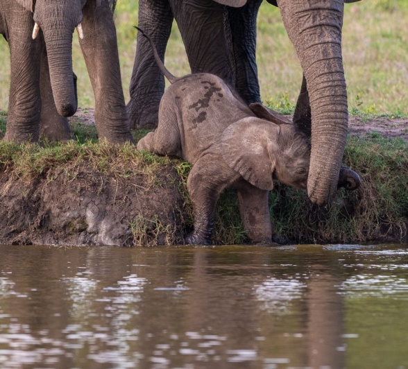 An elephant calf dips into the waterhole with help from its mother. 