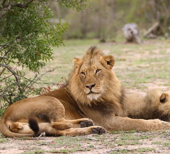 Sabi Sabi Jana Du Plessis Nwaswitshaka Lions