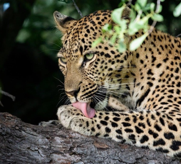 A20ronald Mutero   Golonyi   13032023 4