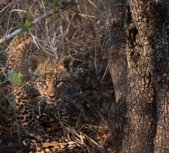 Ntsumi Cub Stalks Jason Street Ntsumi Cub Stalks Jason Street