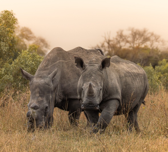 White rhinos are grazers feeding almost exclusively on short grass, with the whole head and neck extending downwards to ease grazing on grass. White rhinos are grazers feeding almost exclusively on short grass, with the whole head and neck extending downwards to ease grazing on grass.