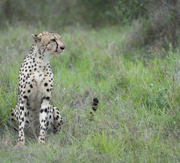 This female cheetah must eat quickly when feeding and ensure other predators do not ambush her and steal her kill. .