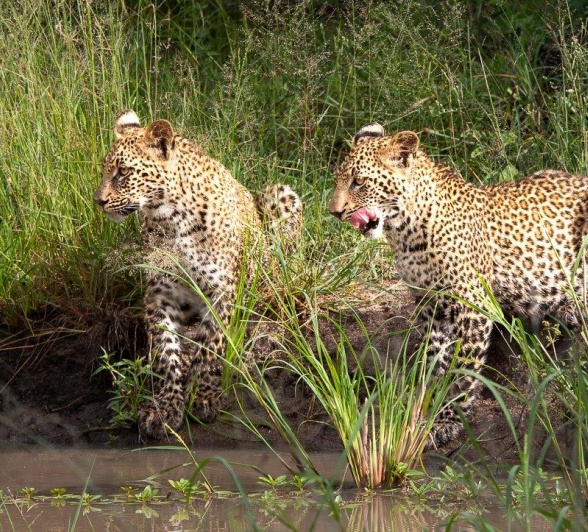 Ntsumi's cubs at a waterhole. Ntsumi's cubs at a waterhole.