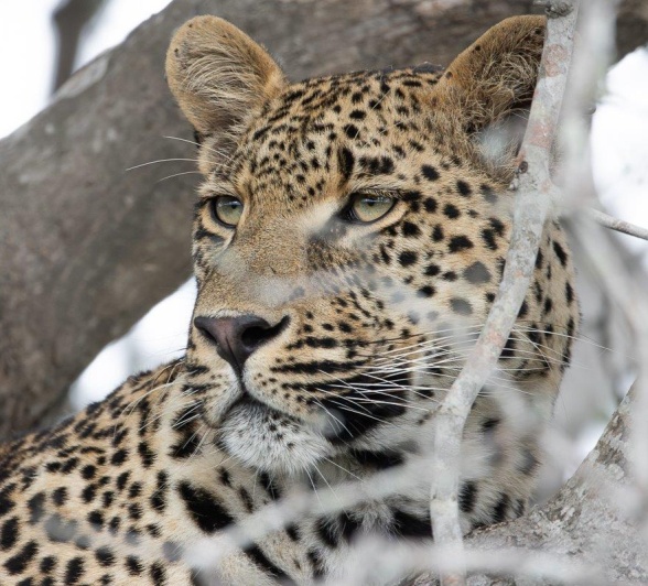 JP Van Rooyen Nottens