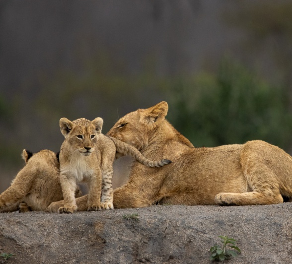 A Msuthlu cub pouncing on its sibling, practicing its hunting skills with excitement.