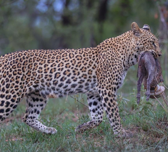 Golonyi makes a kill and walks proudly with the baby warthog in her mouth.