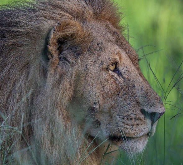 Sabi Sabi Ruan Mey Kambula Male Lion Sabi Sabi Ruan Mey Kambula Male Lion
