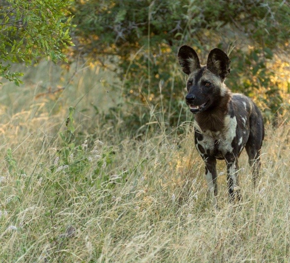 Sabi Sabi Benjamin Loon Wild Dog